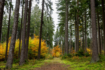 A trail in a colorful autumn forest.