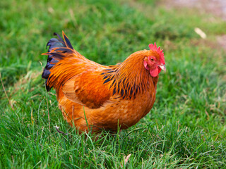 red free range rooster on a meadow