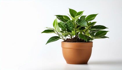 Fototapeta premium plant in a pot