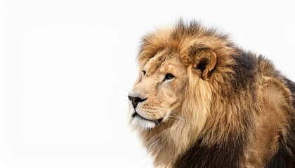 Obraz premium portrait of a lion