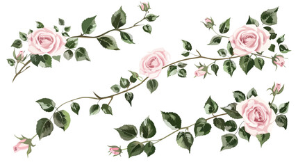 Set of floral branch. Flower pink rose, green leaves