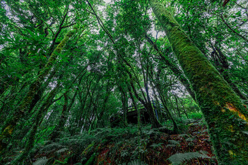 Close-up natural background of the forest atmosphere on top of Doi Inthanon in Chiang Mai, which is the highest and coldest area in Thailand. Tourists always like to come to see nature.