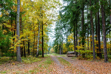 A road in a colorful autumn forest.