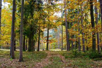 Obraz premium A road in a colorful autumn forest.
