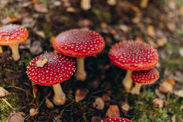 fly agaric in the forest