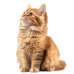 Obraz premium Red Persian Cat Isolated on a White Background for Pet-Related Content