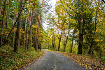 Naklejka premium A road in a colorful autumn forest.