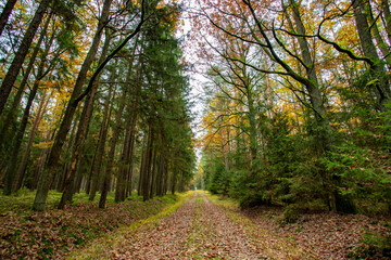 Naklejka premium A road in a colorful autumn forest.