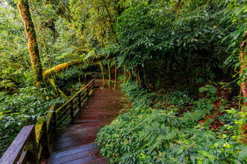 Obraz premium Close-up natural background of the forest atmosphere on top of Doi Inthanon in Chiang Mai, which is the highest and coldest area in Thailand. Tourists always like to come to see nature.