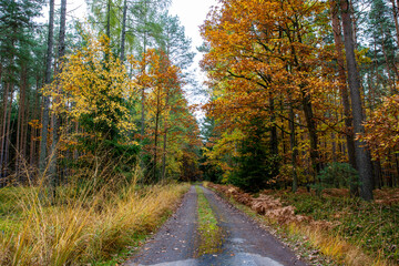 Obraz premium A road in a colorful autumn forest.