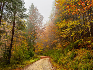 pathway in colorful foggy autumn forest. autumn background. fall aesthetic. forest background