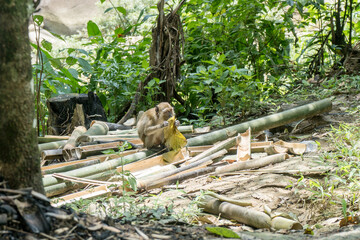 Macaque monkey sits on bamboo wood and nibbles on a large leaf
