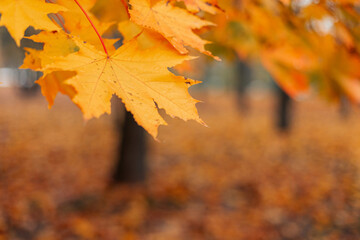 Beautiful autumn landscape with yellow trees and sun. Colorful foliage in the park. Falling leaves natural background