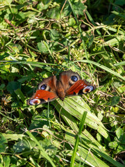 Tagpfauenauge (Aglais io) sitzt mit offenen Flügeln im sonnenbeschienen Gras