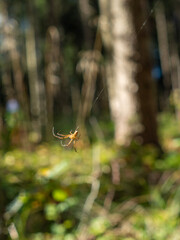 Spinne im Netz im herbstlichen Wald vor unscharfem sonnigen Hintergrund