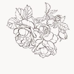 Vector rose flower isolated on white background. Element for design. Hand-drawn contour lines and strokes.