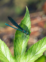 Eine Blauflügel-Prachtlibelle sitzt auf einem Blatt vor unscharfem sonnigen Hintergrund