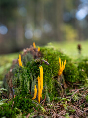 Klebriger Hörnling (Calocera viscosa) auf einem bemoosten Baumstumpf im herbstlichen Wald vor unscharfem Hintergrund
