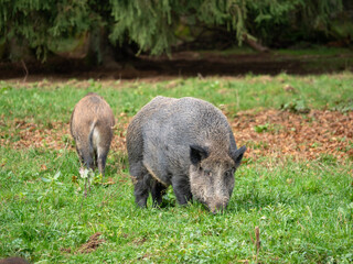 Wildschweine bei der Nahrungssuche auf einer herbstlichen Wiese mit unscharfen Bäumen im Hintergrund 