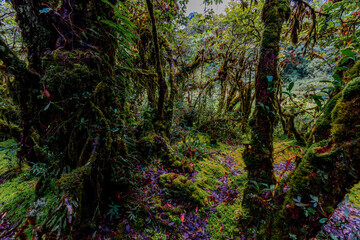 Close-up natural background of the forest atmosphere on top of Doi Inthanon in Chiang Mai, which is the highest and coldest area in Thailand. Tourists always like to come to see nature.
