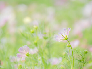 秋の公園や花壇を彩るコスモスのある風景。背景。自然風景素材。