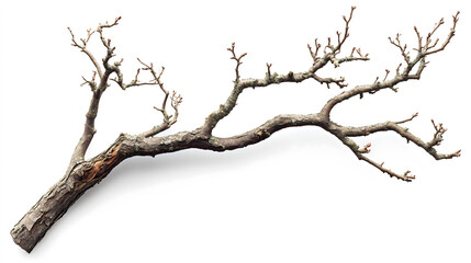 Fototapeta premium Unique Driftwood Piece with Intricate Hole Patterns Isolated on White