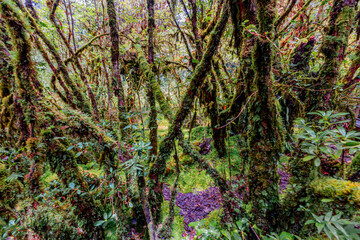 Fototapeta premium Close-up natural background of the forest atmosphere on top of Doi Inthanon in Chiang Mai, which is the highest and coldest area in Thailand. Tourists always like to come to see nature.