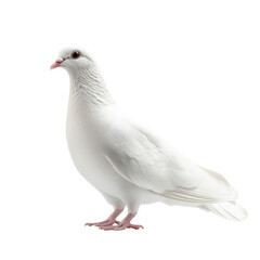 Fototapeta premium White Dove Isolated on a White Background for Peace and Love Themes, isolated on transparent background, PNG Format