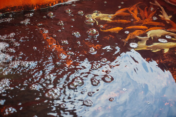 A group of colorful koi fish swim in a pond, their reflections shimmering on the water's surface.