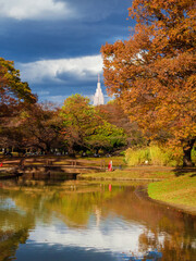 Autumn in Tokyo. Beautiful autumnal leaves in Yoyogi Park, in Shibuya Ward