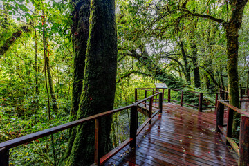 Fototapeta premium The natural background of the mountain atmosphere, green rice fields and many kinds of plants surrounding, rainbow and a walkway to see the completeness of the ecosystem.