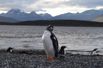 Fototapeta premium penguin on the beach in Argentina
