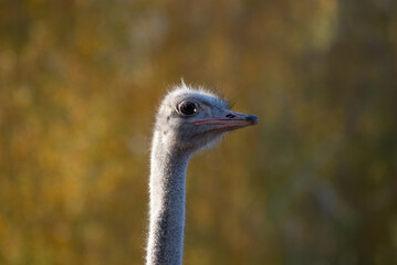 A close-up portrait of an ostrich captured in natural lighting. The background is blurred with warm autumn colors. Ostrich in a relaxed, natural setting with a soft bokeh.