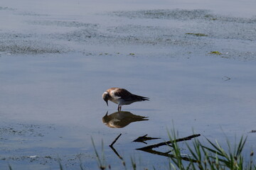 a bird searches for food in the water