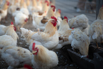 Chicken farm in the golden hour Low angle selective focus photo. Group of hens and Cocks in a backyard. A large flock of white chickens with red combs. Chicken farm, eggs, and poultry production.