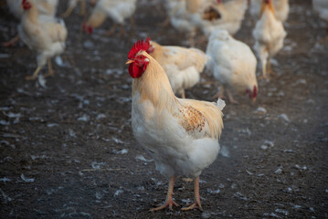 Chicken farm in the golden hour Low angle selective focus photo. Group of hens and Cocks in a backyard. A large flock of white chickens with red combs. Chicken farm, eggs, and poultry production.