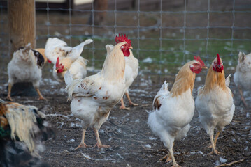 Chicken farm in the golden hour Low angle selective focus photo. Group of hens and Cocks in a backyard. A large flock of white chickens with red combs. Chicken farm, eggs, and poultry production.