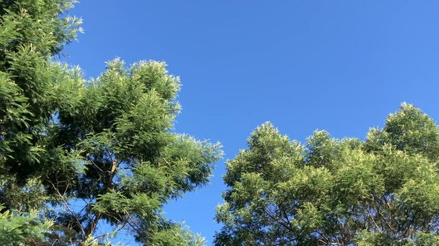 Acacia tree with green leaves waving in the wind against a sky background