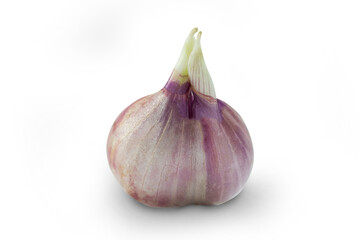 Germination of  Cebolla morada or Onion bulb isolated on white background with clipping path close up stacking
