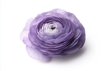 Lavender Flower on White Background
