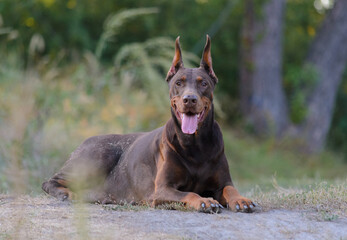 Doberman tan