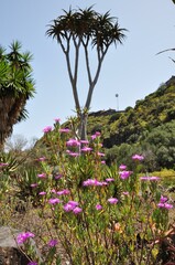 Botanischer Garten Gran Canaria