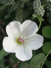 Convolvulus arvensis. Campanilla de pobre. Correhuela loca. 