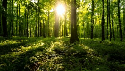 Fototapeta premium Lush Forest with Sun Rays Filtering Through Tall Trees