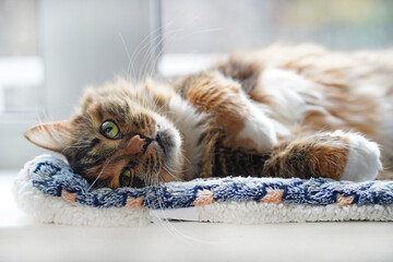 A fluffy multi-colored cat lies on the windowsill of the house. Vacation Idea