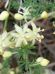 Asparagus acutifolius . Esparraguera  silvestre con flores. 