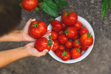 Child with tomatoes in hands in the garden. Selective focus.