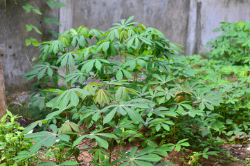 Fresh green cassava leaves on the plants on the field