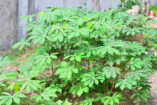 Cassava leaves on the plant in the field