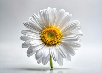 Naklejka premium A stunning white daisy set against a pristine white background, perfect for minimalist designs. This elegant floral stock photo embodies simplicity and sophistication for creative projects.